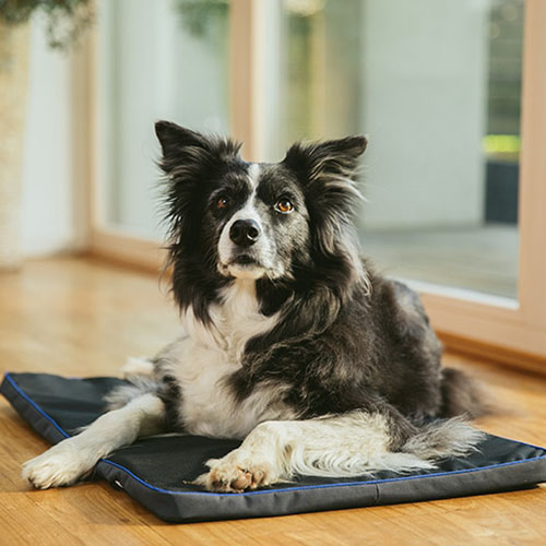 PEMF Devices for Pets & Animals